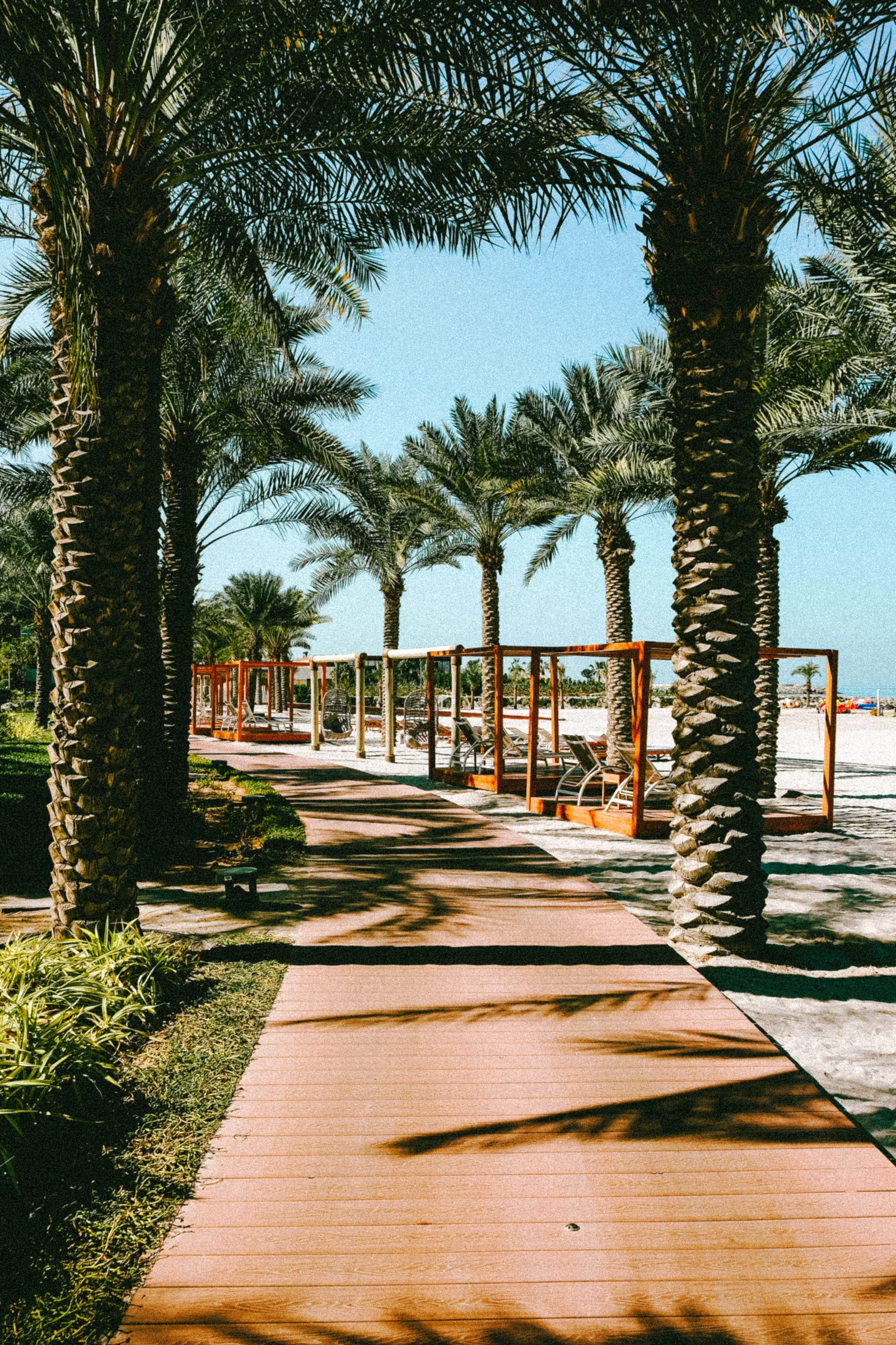 Palm-lined beach walkway, user-supplied photograph